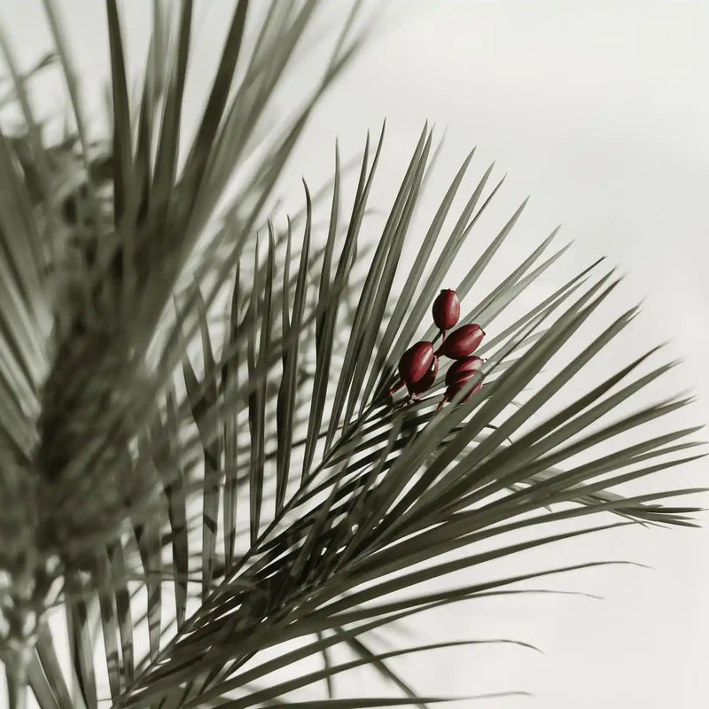 Saw Palmetto